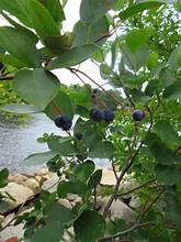 Intermediate Shadbush (Amelanchier intermedia)