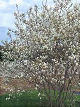 Newfoundland hybrid serviceberry (Amelanchier laevis × Amelanchier spicata)