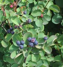Allegheny Serviceberry (Amelanchier laevis)