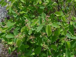 Nantucket Juneberry (Amelanchier nantucketensis)