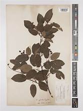 Overlooked Serviceberry (Amelanchier neglecta)