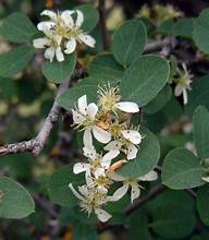 pale serviceberry (Amelanchier pallida)