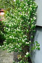 Cinq-Mars' serviceberry (Amelanchier quinti-martii)