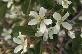 Coville's Serviceberry (Amelanchier utahensis)