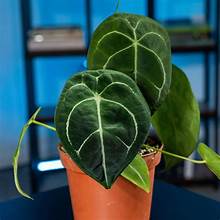 Anthurium Forgetii