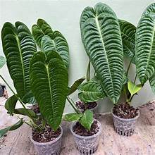 Anthurium Veitchii