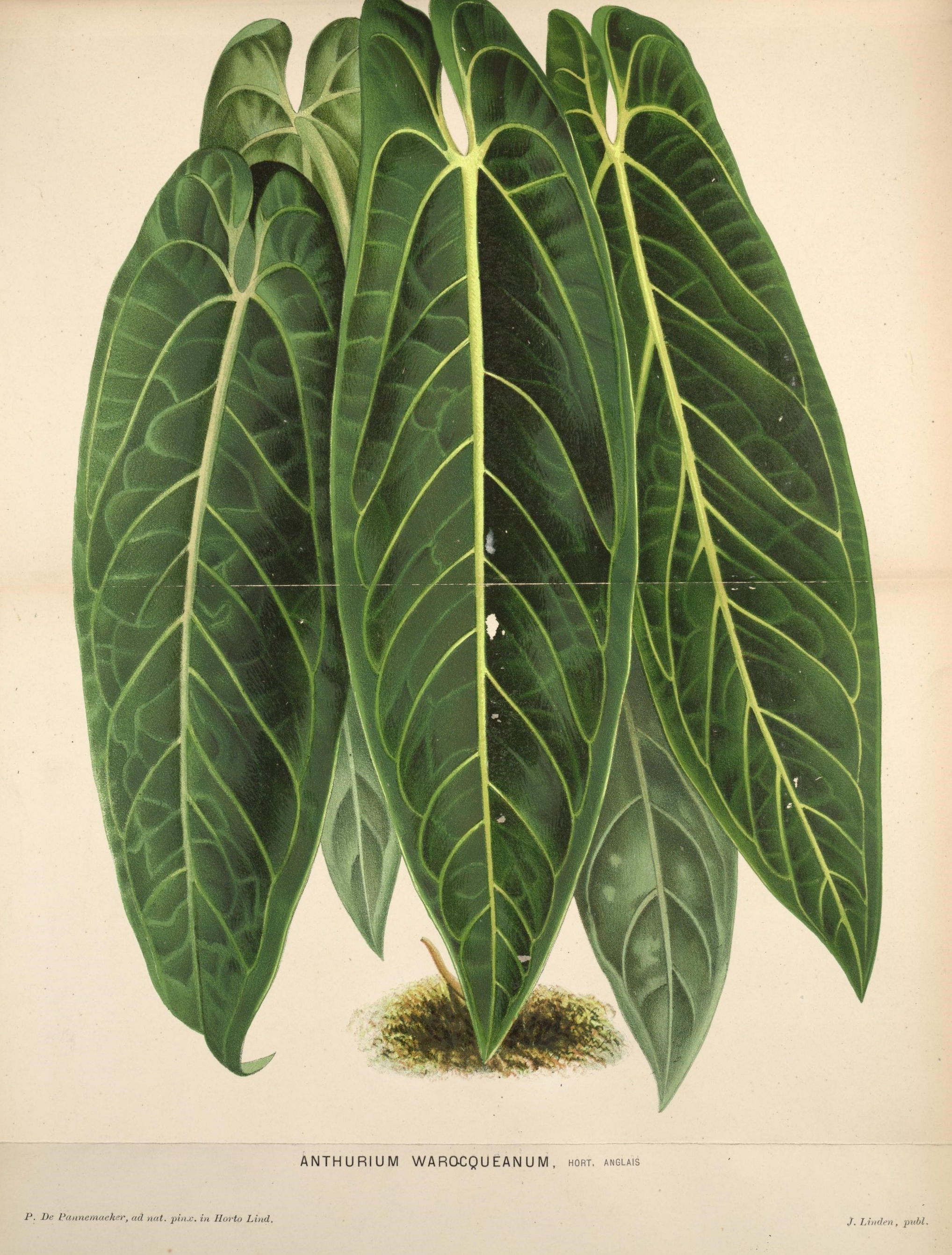 Anthurium Warocqueanum