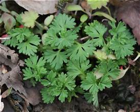 Field parsley piert (Aphanes arvensis)