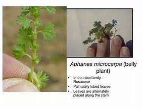 Slender Parsley Piert (Aphanes microcarpa)