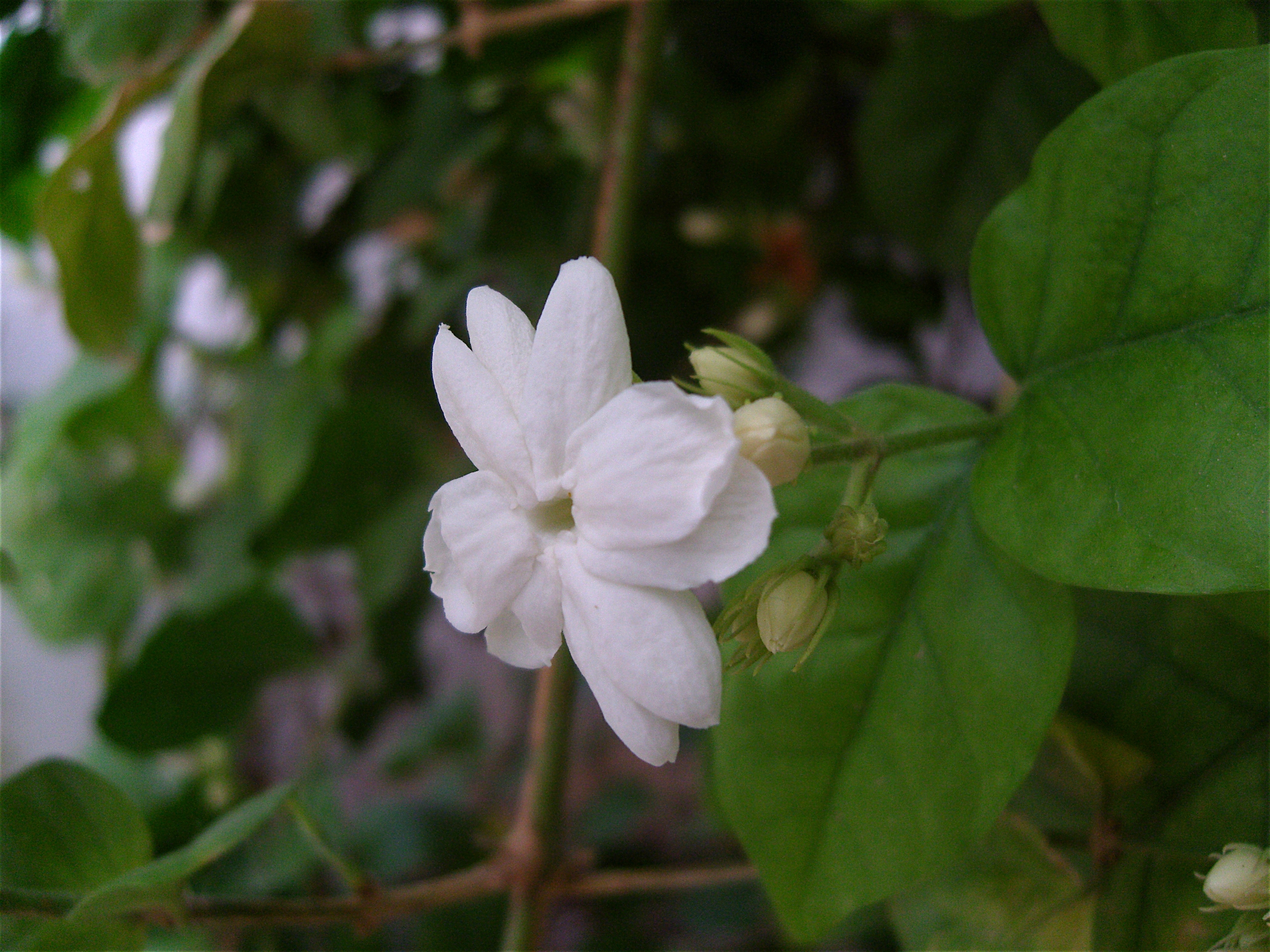 Arabian jasmine