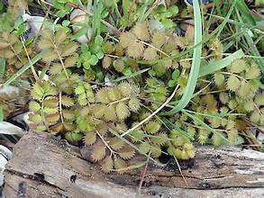 New Zealand Silverweed (Argentina anserinoides)