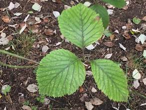 Round-leaved Whitebeam (Aria eminens)
