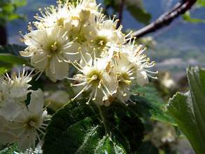 Observatory whitebeam (Aria spectans)