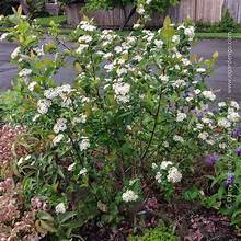 Red Chokeberry (Aronia arbutifolia)
