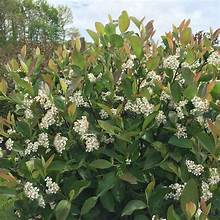 Black Chokeberry (Aronia melanocarpa)