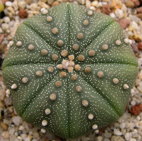 Astrophytum Asterias (Sand Dollar)