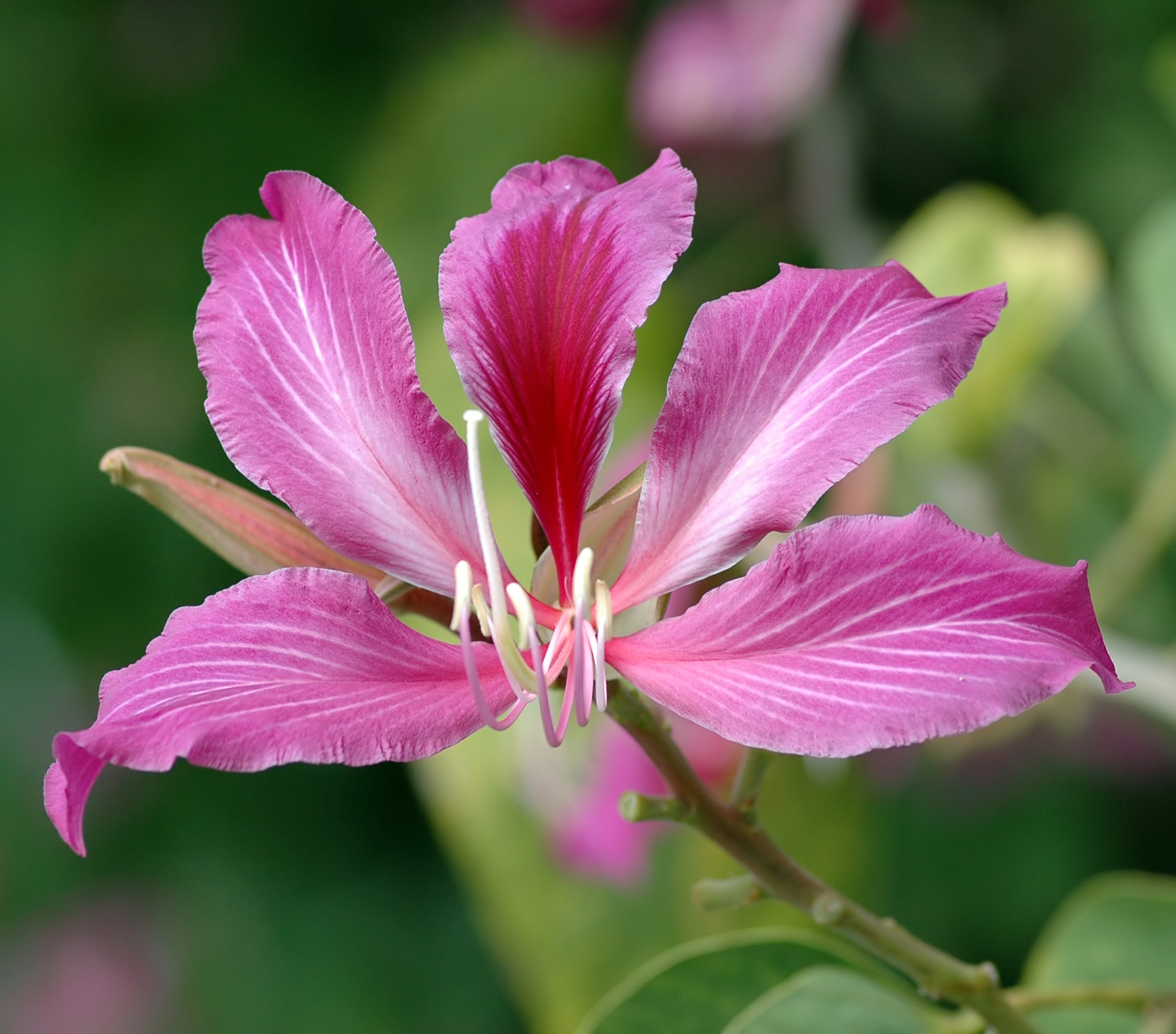 Bauhinia Blakeana (Hong Kong Orchid Tree)