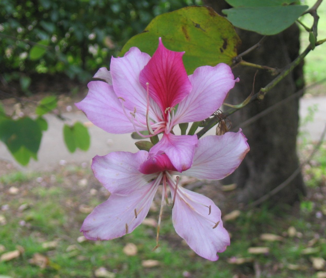 Orchid Tree