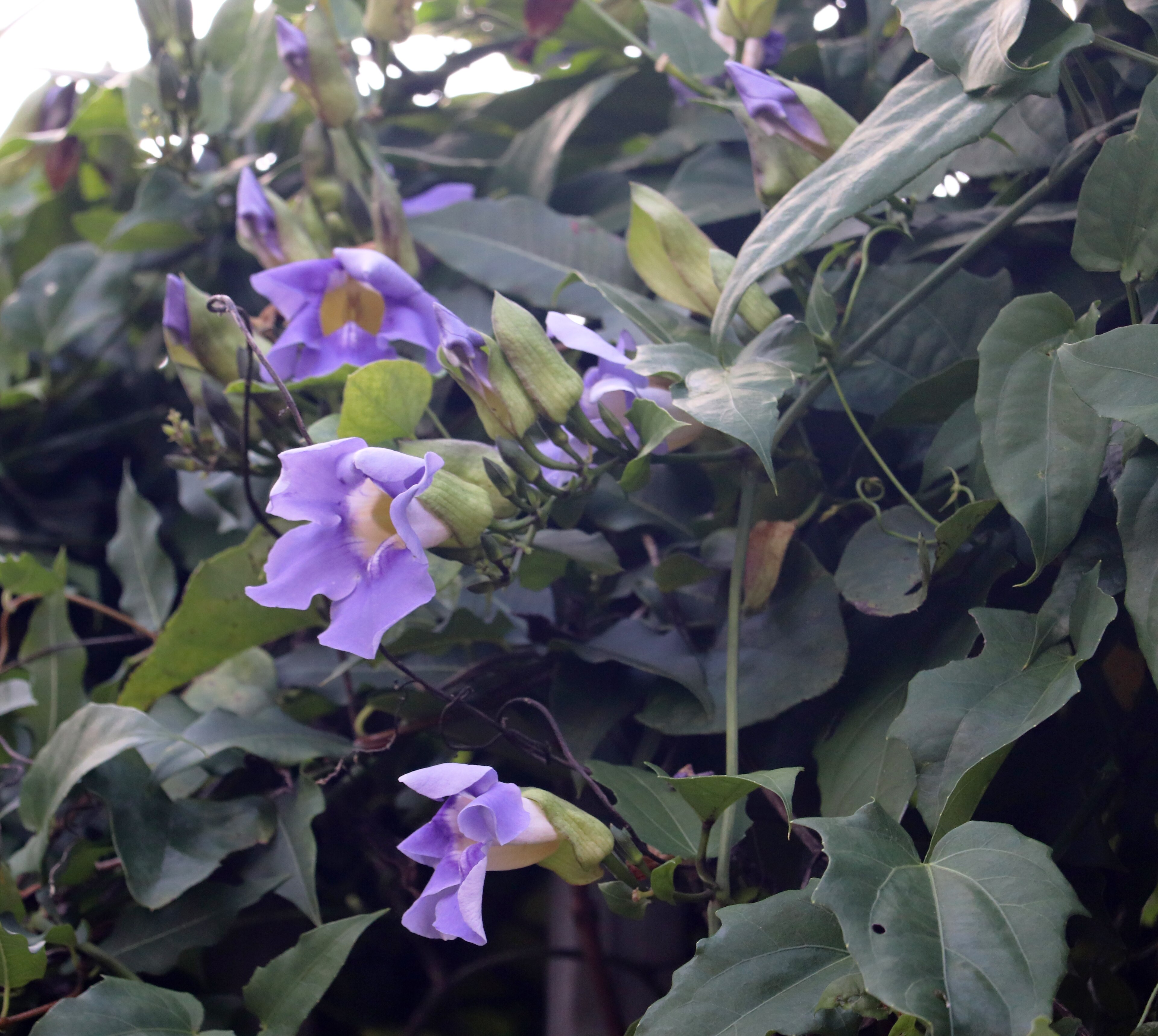 Bengal clockvine