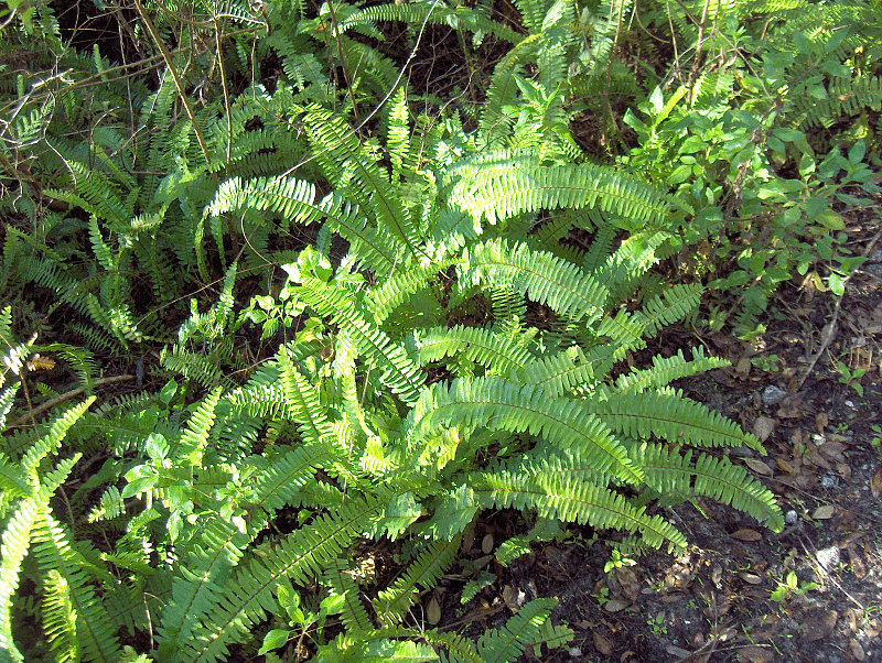 Boston fern