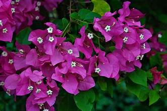 Bougainvillea Bonsai