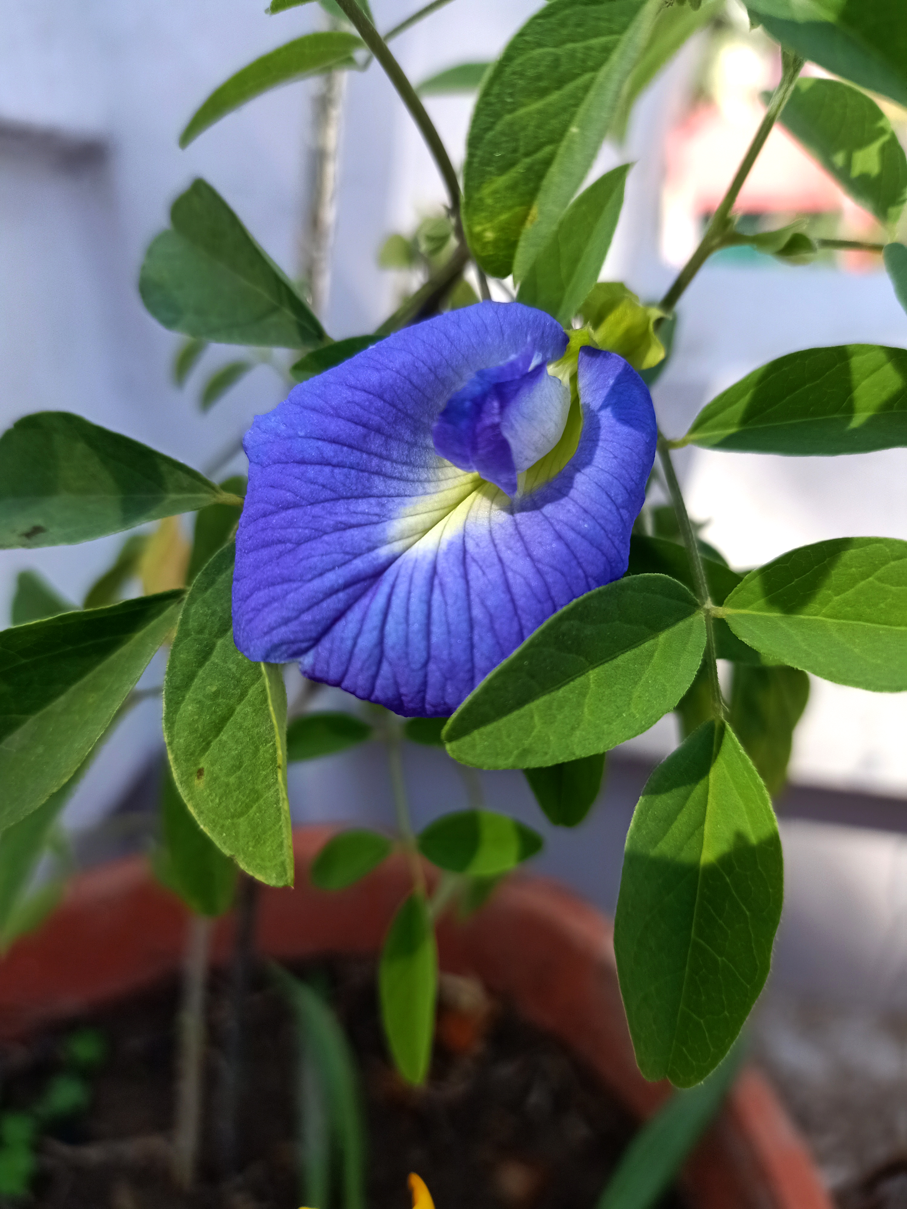 Butterfly pea