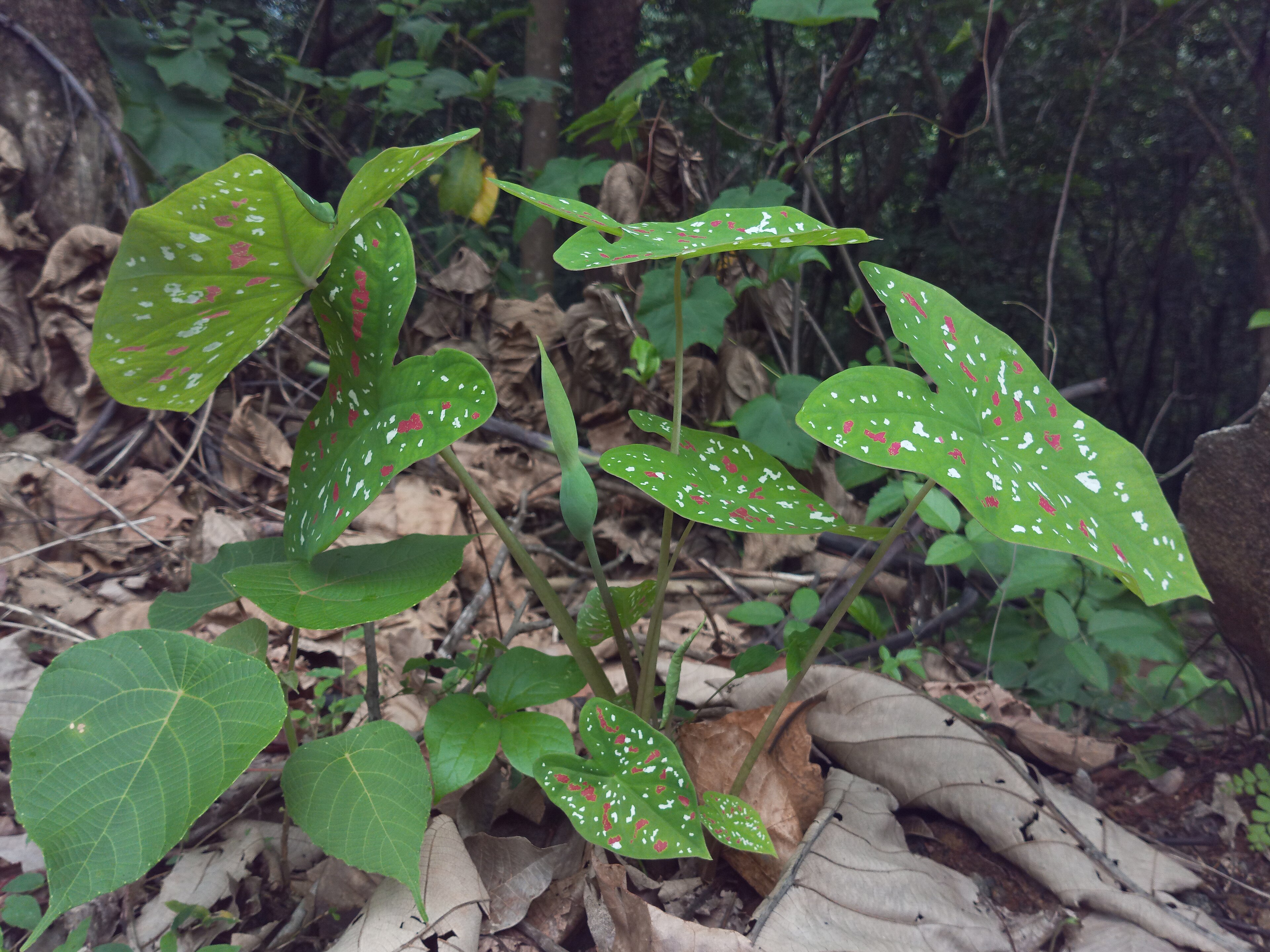 Caladium (Bulb form)
