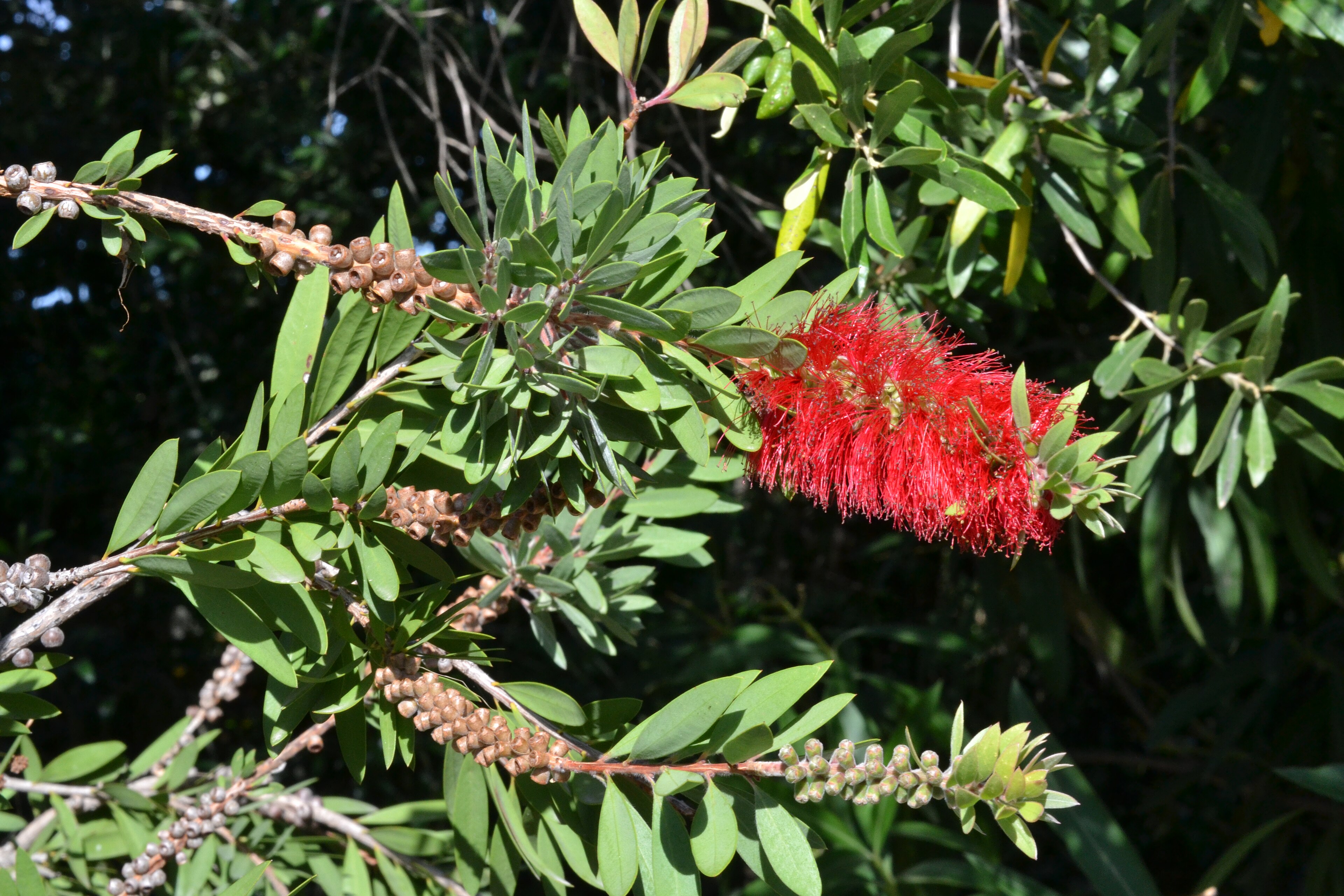 Bottlebrush