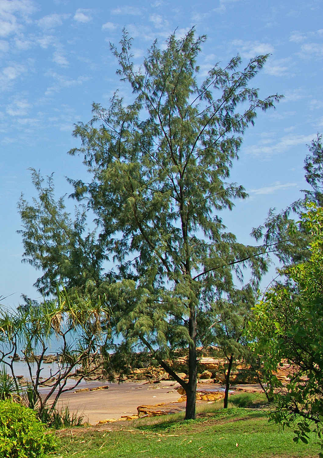 Casuarina (Australian Pine)