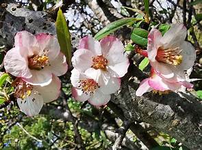 Cathay Quince (Chaenomeles cathayensis)