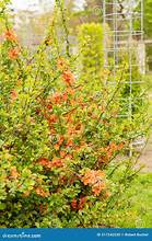 Chinese Quince (Chaenomeles speciosa)