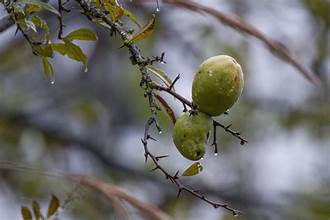 Tibetan Quince (Chaenomeles thibetica)