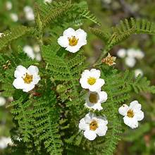 southern mountain misery (Chamaebatia australis)
