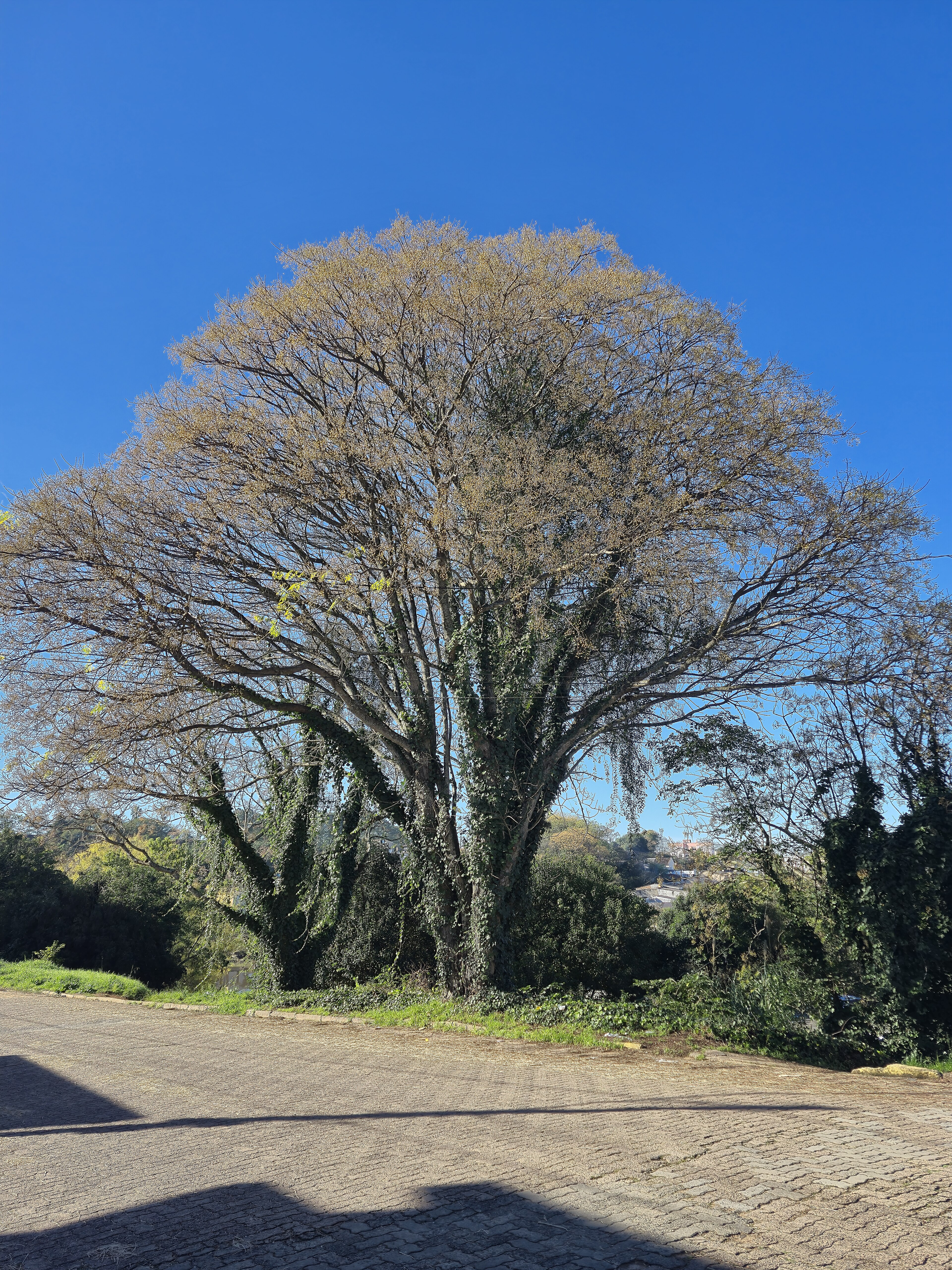 Chinaberry tree