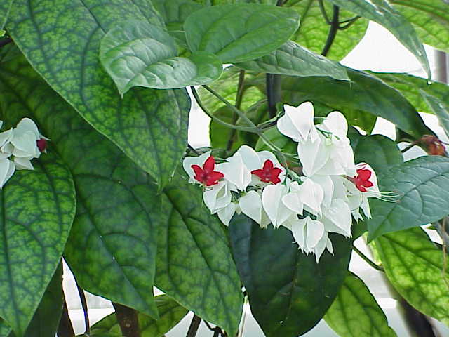 Clerodendrum (Bleeding Heart Vine)