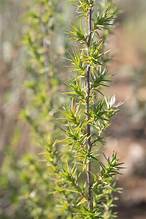 Barberry Caperose (Cliffortia berberidis)