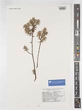 Alpine Caperose (Cliffortia ceresana)