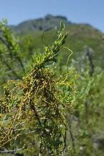 Wedge Caperose (Cliffortia cuneata)