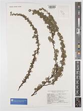 Agulhas Caperose (Cliffortia curvifolia)