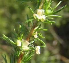Fineleaf Caperose (Cliffortia filifolia)
