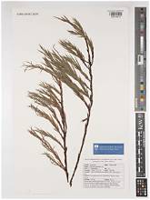 Grass Caperose (Cliffortia graminea)