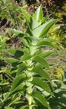 Grand Caperose (Cliffortia grandifolia)