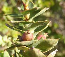 Holly Caperose (Cliffortia ilicifolia)