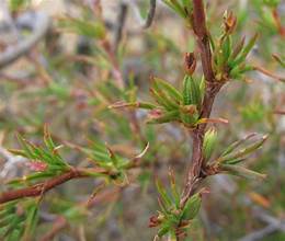 Juniper Caperose (Cliffortia juniperina)