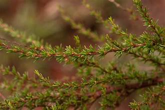 River Caperose (Cliffortia linearifolia)