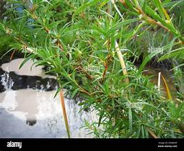 Coastal Ricebush (Cliffortia longifolia)