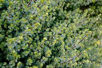 Diamond Caperose (Cliffortia obcordata)