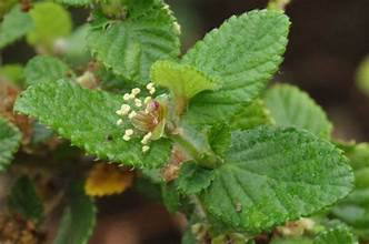 No-odour Caperose (Cliffortia odorata)