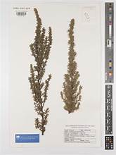 Rock Caperose (Cliffortia paucistaminea)