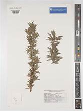 Giant Caperose (Cliffortia phillipsii)